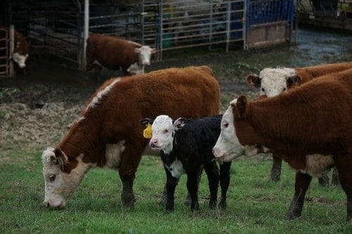Livestock vet services pittworth cattle