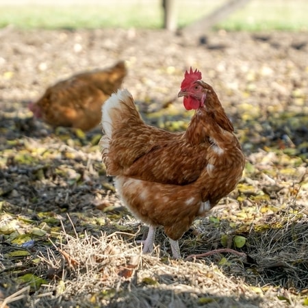 Poultry Vet Services Toowoomba