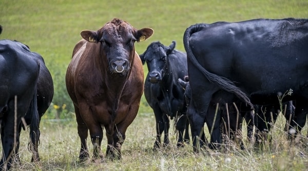beef cattle in field for Cattle vet services pittsworth
