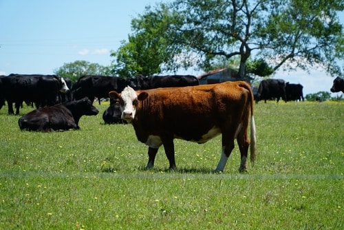 cattle in field grain poisoning