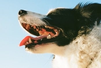 dental care dog feature
