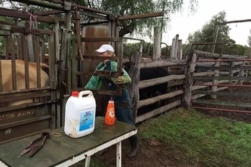 preg checking cows toowoomba