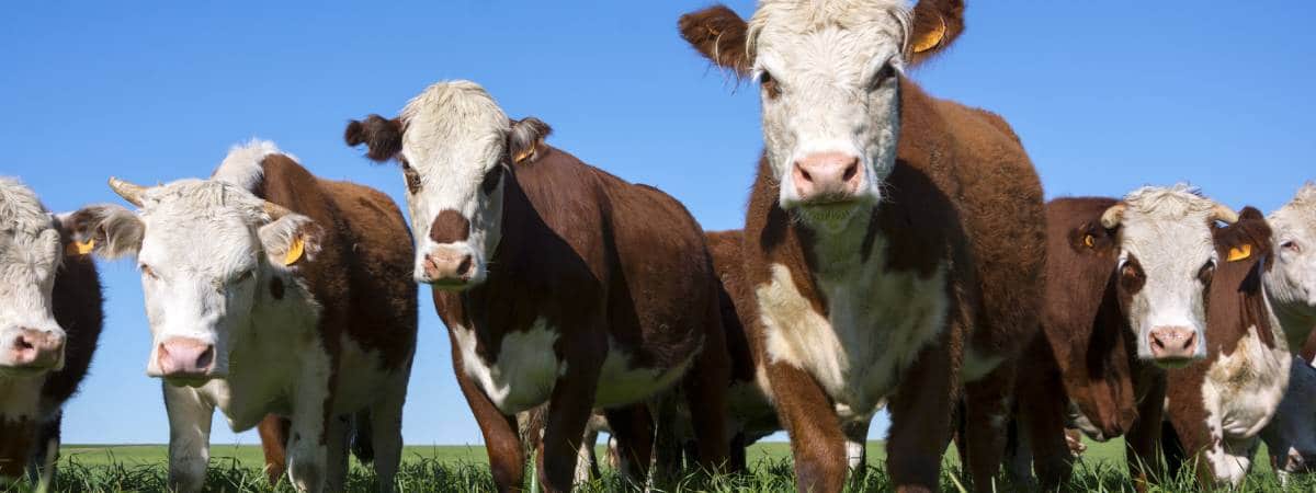 cattle in field grain poisoning