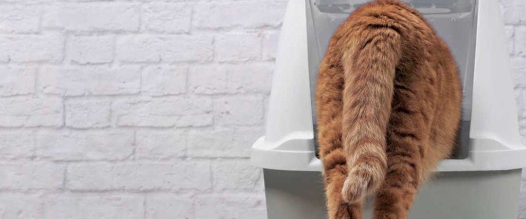 Urinary Blockages in Cats